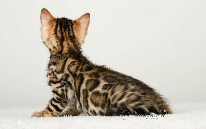 Bengal kitten for sale